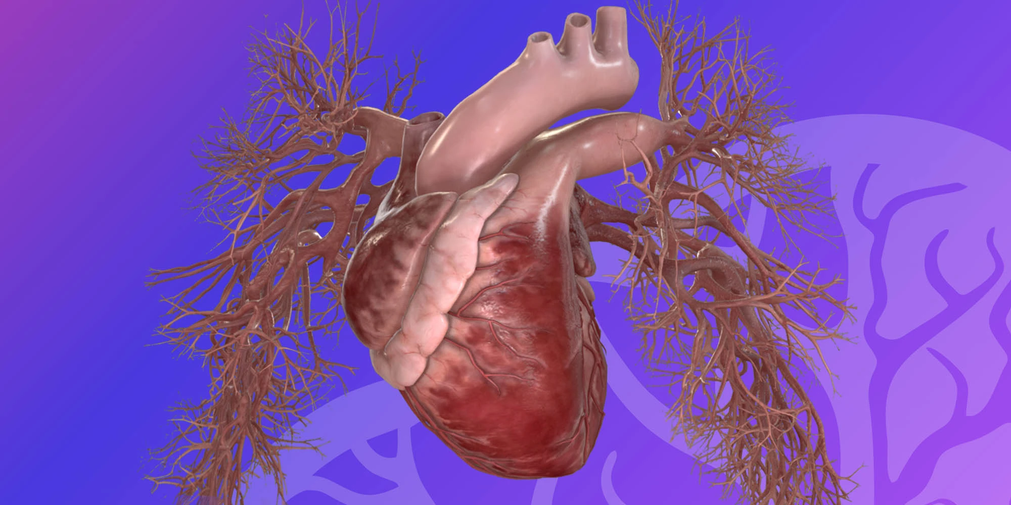 Thorax heart and great vessels image